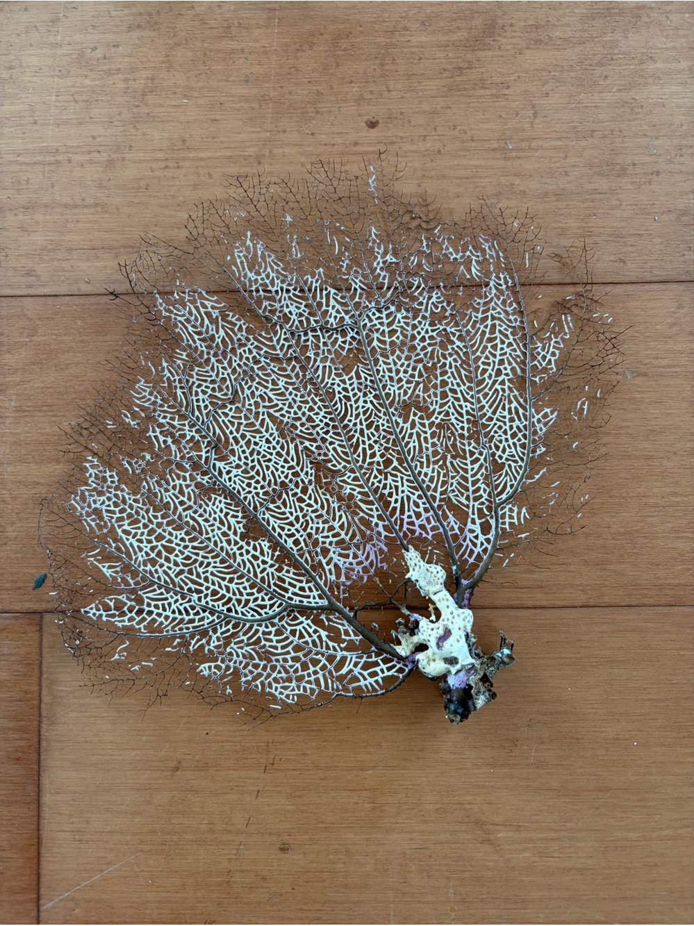 4 Sea fan coral,  SM size